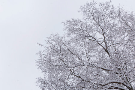 view on tree in park against snowy skyの写真素材