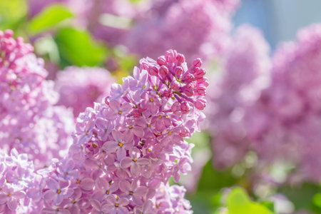 close up of lilac blossoming at springの写真素材