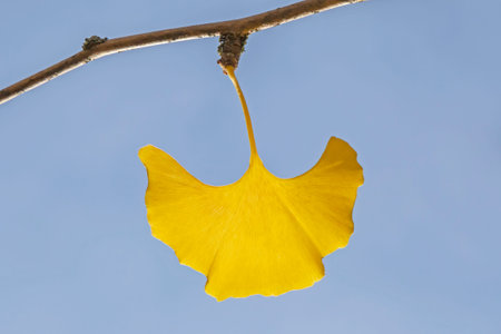 close up of yellow ginkgo biloba tree leaf against blue sky at fall