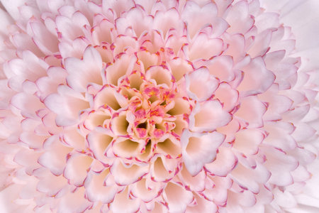 close up of white with purple chrysanthemum flowerの写真素材