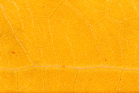 abstract natural background: close up of dry orange leaf textureの写真素材