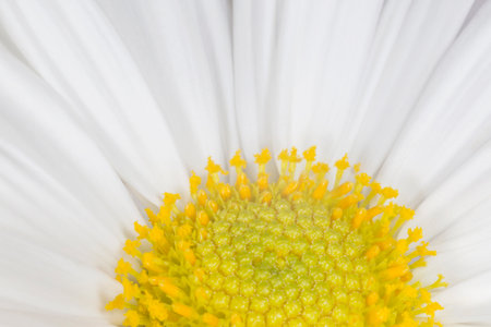 close up of white chamomile chrysanthemum flowerの写真素材