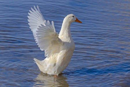 white duck standing in a water with its wings upの写真素材