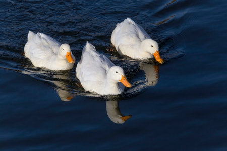 view on three white ducks swimming in a riverの写真素材