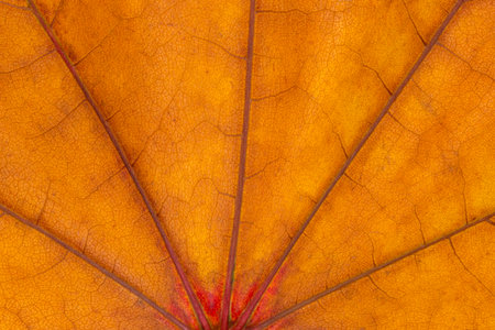 close up of dry orange maple leaf texture at fallの写真素材