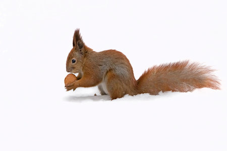 squirrel holding walnut and sitting on snow in forest
