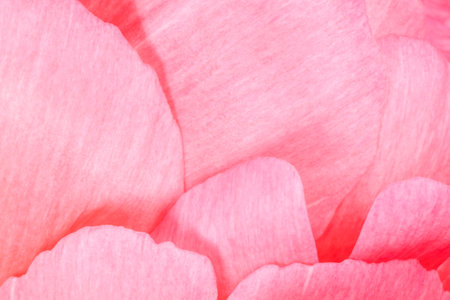 close up of pink petals of peony flowerの写真素材