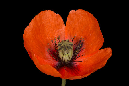 close up of red poppy flower isolated on black backgroundの写真素材