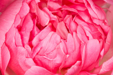 close up of petals of pink peony flowerの写真素材