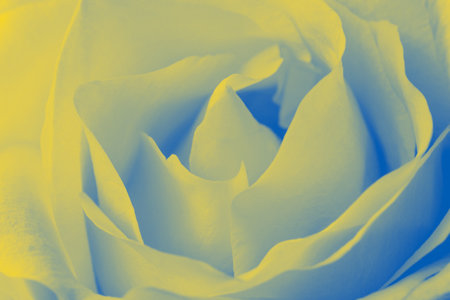 close up of petals of rose colored in colors of Ukrainian flagの写真素材