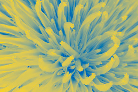 close up of dandelion flower petals colored in colors of Ukrainian flagの写真素材