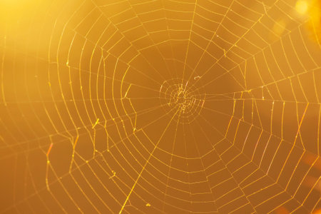 natural autumnal backdrop: close up of cobweb against orange backgroundの写真素材