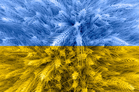 Ukrainian flag agiainst bunch of ears of wheatの写真素材