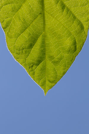 close up of green leaf against blue skyの写真素材