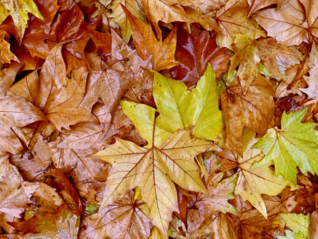 heap of wet maple tree leaves on groundの写真素材