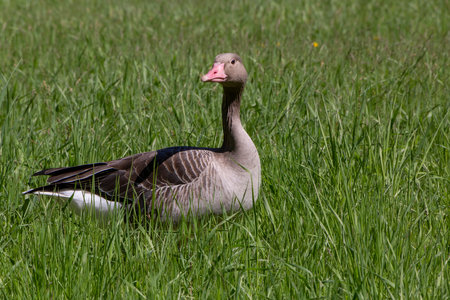 view on gray goose standing in green grass at summerの写真素材