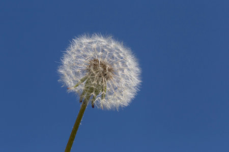close up of white dandelion flower against blue skyの写真素材