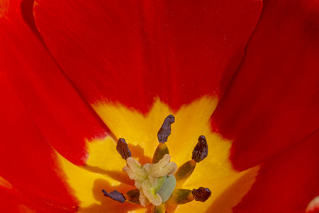 close up of red with yellow tulip flowerの写真素材