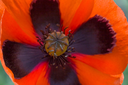 close up of red poppy flowerの写真素材