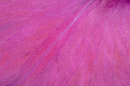 abstract natural background: close up of purple petal of gladioulus flowerの写真素材