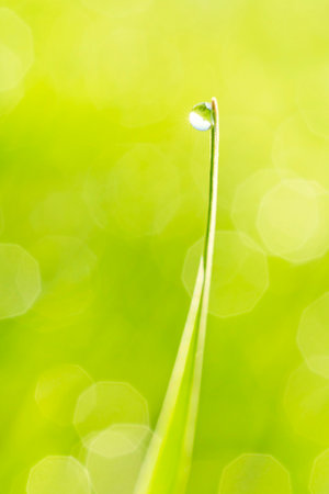 close up of dew drop hanging on blade against green bokeh backgroundの写真素材