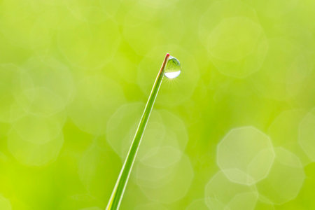 close up of sunshine in dew drop hanging on bladeの写真素材