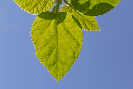 close up of green leaves against clear blue skyの写真素材