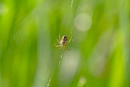 close up of small spider on web in green grassの写真素材