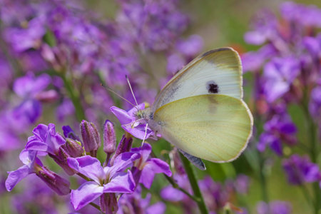 close up of white cabbage butterfly sitting on purple flower on meadowの写真素材