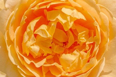 close up of yellow rose flowerの写真素材