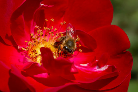 close up of bee gathering pollen inside red rose flowerの写真素材