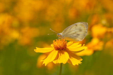 small white cabbage butterfly sitting on yellow flower on flowerbedの写真素材