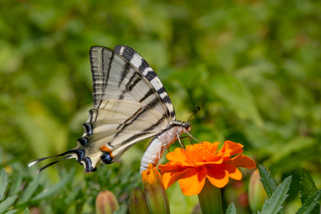 Scarce swallowtail butterfly sitting on orange targets flowerの写真素材