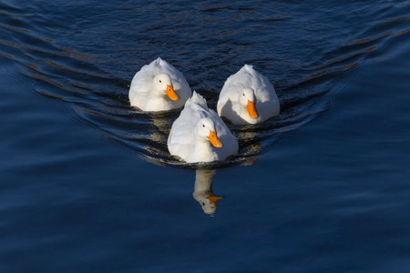 view on three white ducks swimming in a riverの写真素材