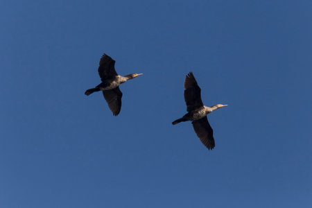 two great cormorants flying in a clear blue skyの写真素材