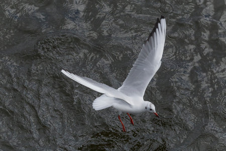 close up of mew gull flying off the riverの写真素材