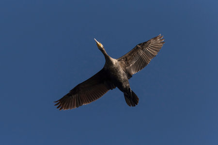 close up of great cormorant flying in a blue skyの写真素材