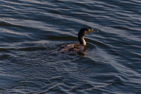view on great cormorant fishing in a riverの写真素材