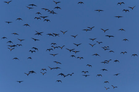 view on flock of great cormorants flying in a blue skyの写真素材