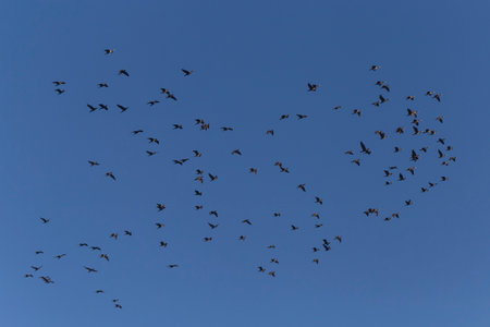 view on flock of great cormorants flying in a blue skyの写真素材