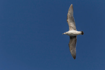 close up of herring gull flying in a clear blue skyの写真素材