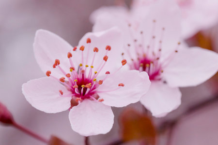 close up of pink blossoming of cherry tree at springの写真素材