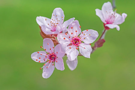close up of pink blossoming of cherry tree against green backgroundの写真素材