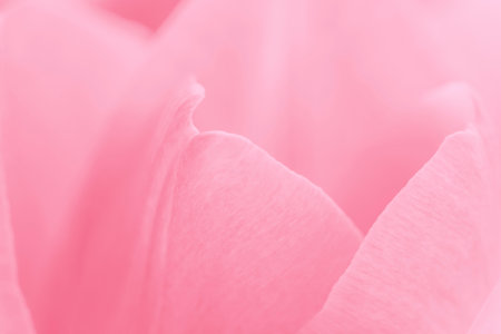 abstract natural background: close up of  pink petals of tulipの写真素材