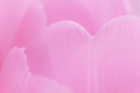 abstract natural background: close up of  pink petals of tulipの写真素材