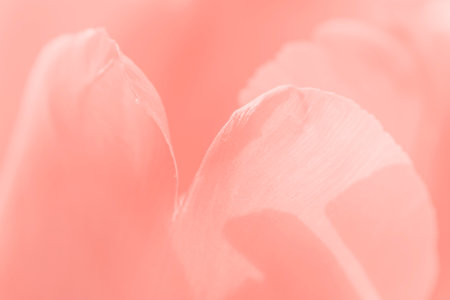 abstract natural background: close up of  red petals of tulip flowerの写真素材