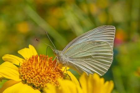 close up of small white butterfly sitting on yellow flower in gardenの写真素材