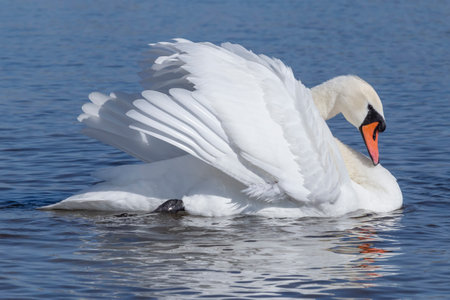 close up of white swan swimming in a riverの写真素材
