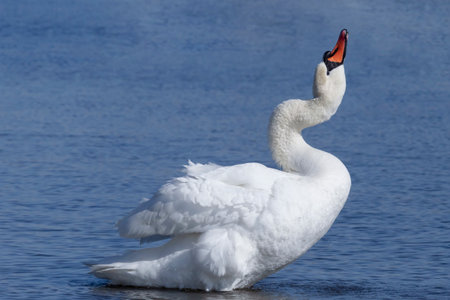 view on white swan standing at coast and drinking waterの写真素材