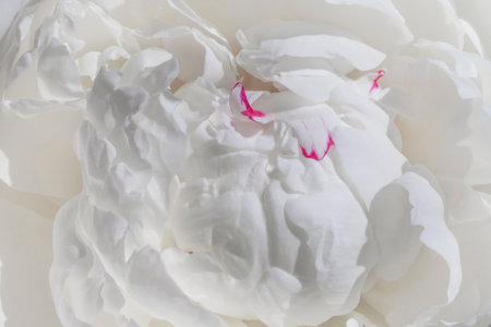 close up of white peony flowerの写真素材